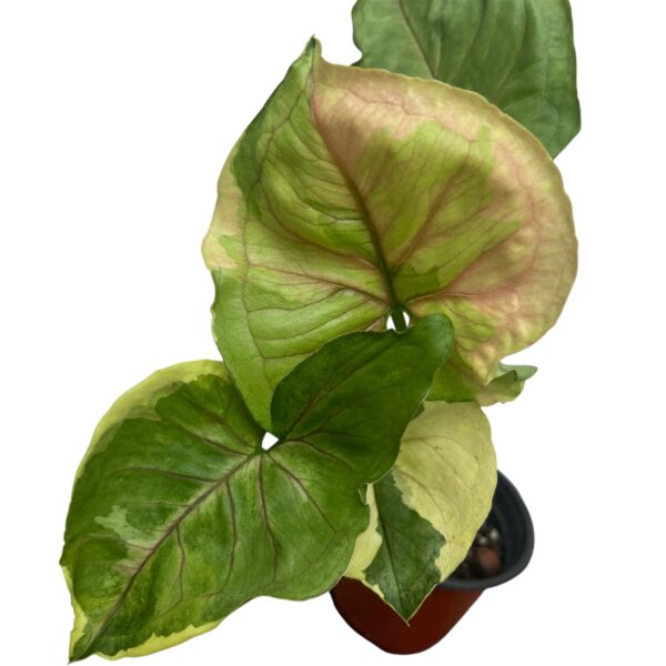 Syngonium ‘Orm Thong’ | Rare Variegated Arrowhead Indoor Plant - Image 3