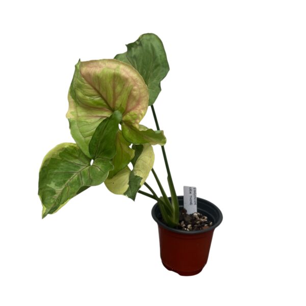 Syngonium ‘Orm Thong’ | Rare Variegated Arrowhead Indoor Plant - Image 2