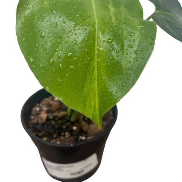 Monstera Aurea (Yellow Variegated Monstera) – Rare Variegated Monstera Indoor Plant | Golden Variegation | Collector Tropical Houseplant - Image 4
