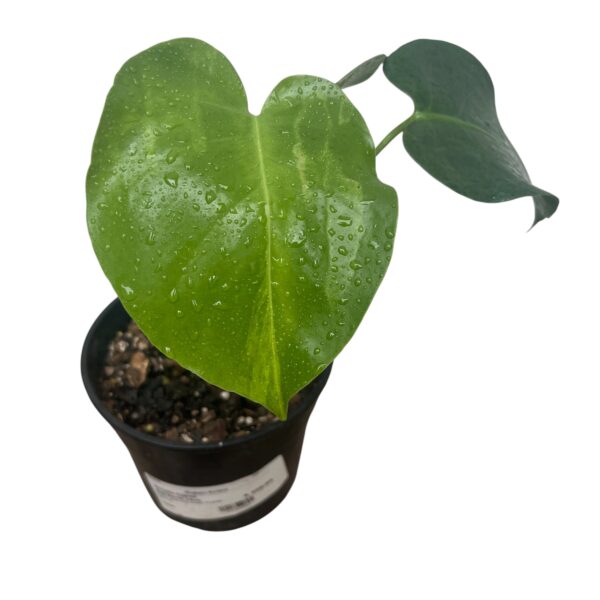 Monstera Aurea (Yellow Variegated Monstera) – Rare Variegated Monstera Indoor Plant | Golden Variegation | Collector Tropical Houseplant - Image 3