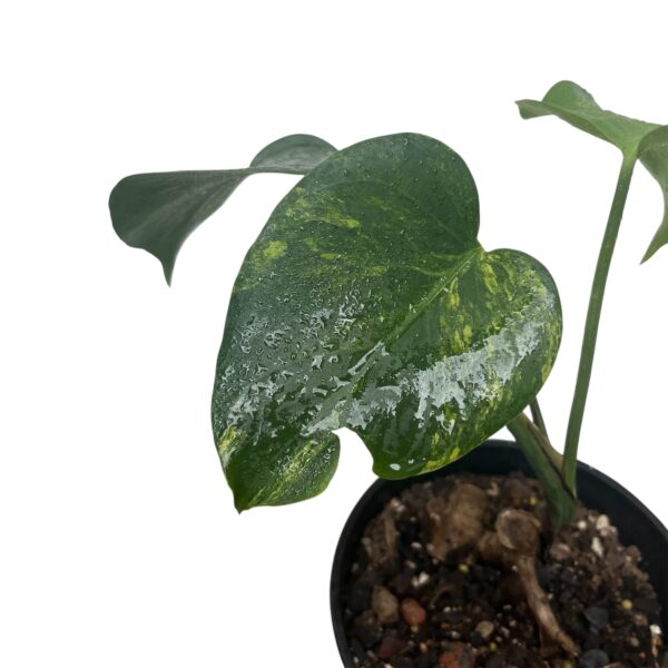 Monstera Aurea (Yellow Variegated Monstera) – Rare Variegated Monstera Indoor Plant | Golden Variegation | Collector Tropical Houseplant - Image 2
