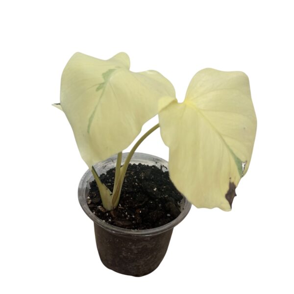 Monstera ‘Thai Constellation’ | Variegated Monstera Indoor Plant - Image 9