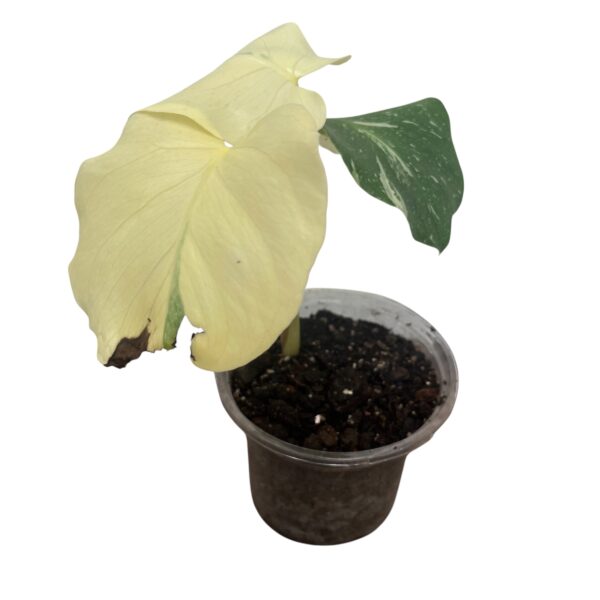 Monstera ‘Thai Constellation’ | Variegated Monstera Indoor Plant - Image 8