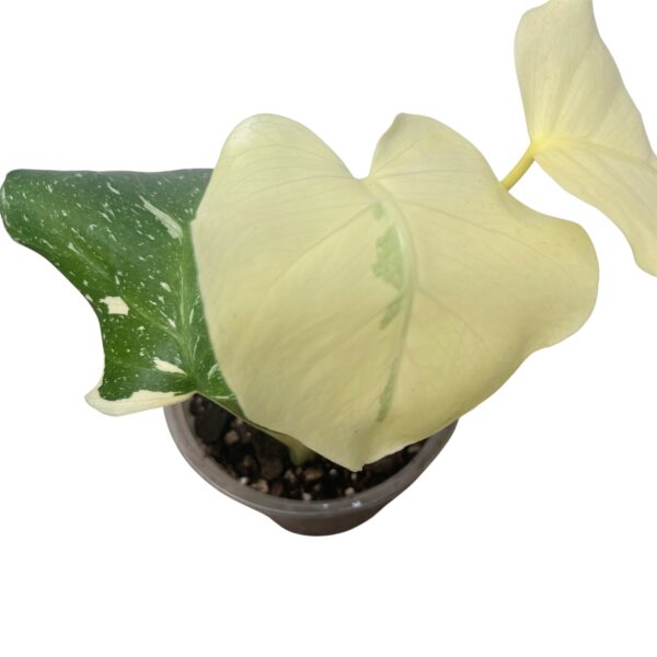 Monstera ‘Thai Constellation’ | Variegated Monstera Indoor Plant - Image 7