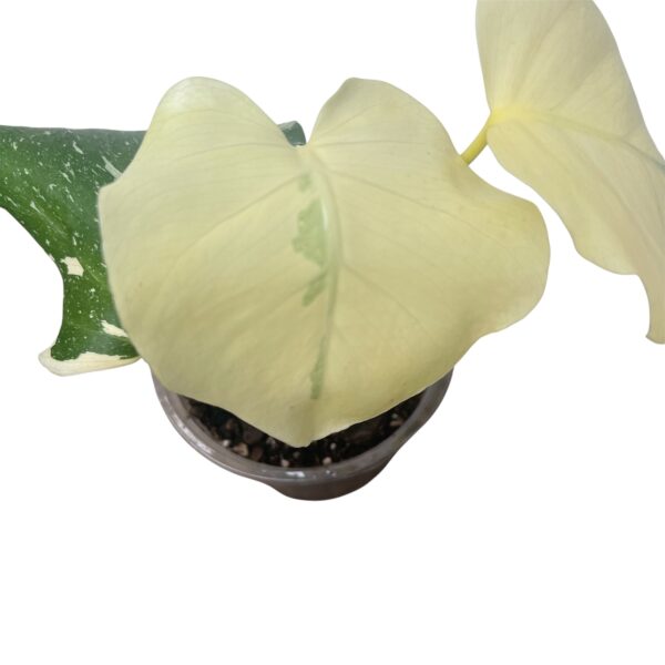 Monstera ‘Thai Constellation’ | Variegated Monstera Indoor Plant - Image 6