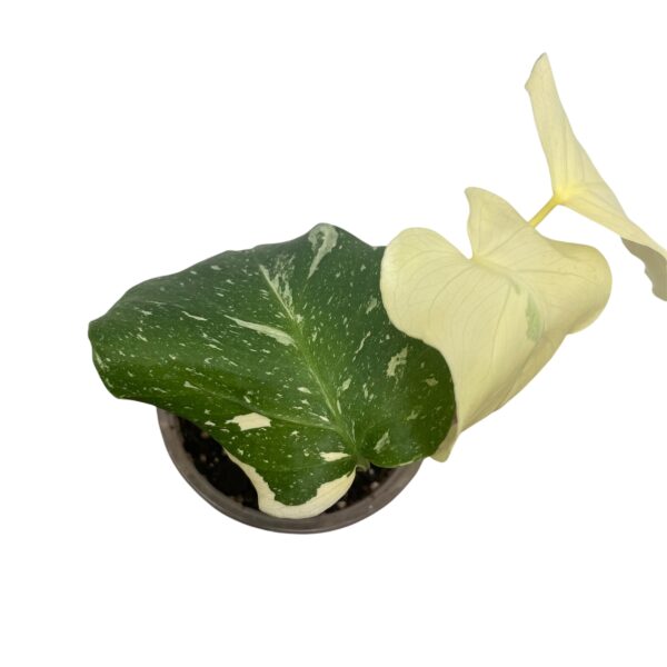 Monstera ‘Thai Constellation’ | Variegated Monstera Indoor Plant - Image 5