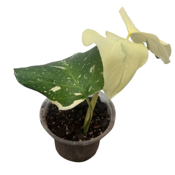 Monstera ‘Thai Constellation’ | Variegated Monstera Indoor Plant - Image 3