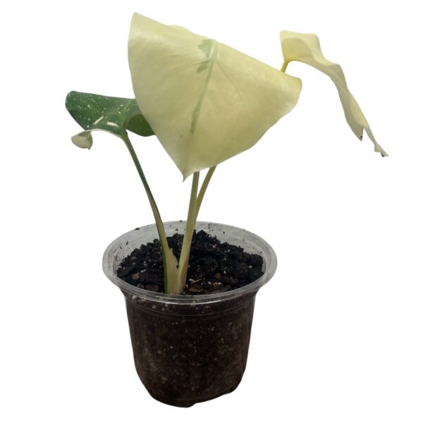 Monstera ‘Thai Constellation’ | Variegated Monstera Indoor Plant - Image 2