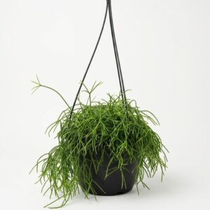 Rhipsalis baccifera mistletoe cactus with long trailing green stems in 20cm hanging basket on white background