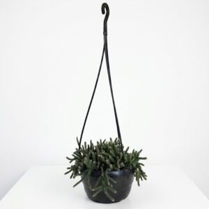 Rhipsalis horrida jungle cactus with long thin trailing stems in 16cm black hanging basket on white background