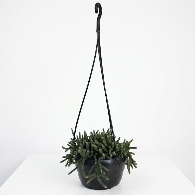 Rhipsalis horrida HB Rhipsalis horrida jungle cactus with long thin trailing stems in 16cm black hanging basket on white background