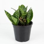Sansevieria Birds Nest Hahnii snake plant with compact rosette green leaves in 12cm black plastic nursery pot on white background