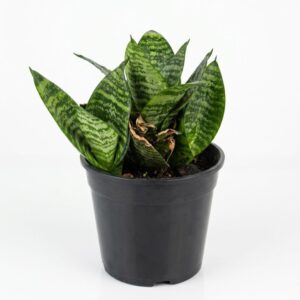 Sansevieria Birds Nest Hahnii snake plant with compact rosette green leaves in 12cm black plastic nursery pot on white background