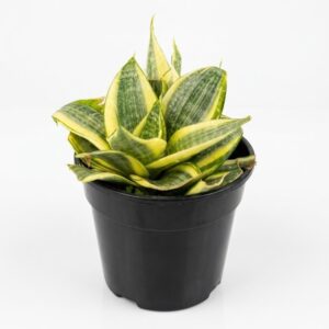 Sansevieria Lotus snake plant with upright structured green leaves in a12cm black plastic nursery pot on white background