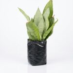 Sansevieria Moonshine snake plant with silvery green upright leaves in nursery bag on white background