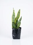 Sansevieria trifasciata snake plant with upright variegated green leaves in nursery bag on white background