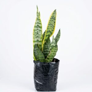 Sansevieria trifasciata snake plant with upright variegated green leaves in nursery bag on white background