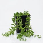 String of Beads succulent trailing plant with round bead-like foliage in black plastic grow pot on white background
