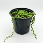 String of Pearls trailing succulent plant with round bead-like foliage in black plastic grow pot on white background