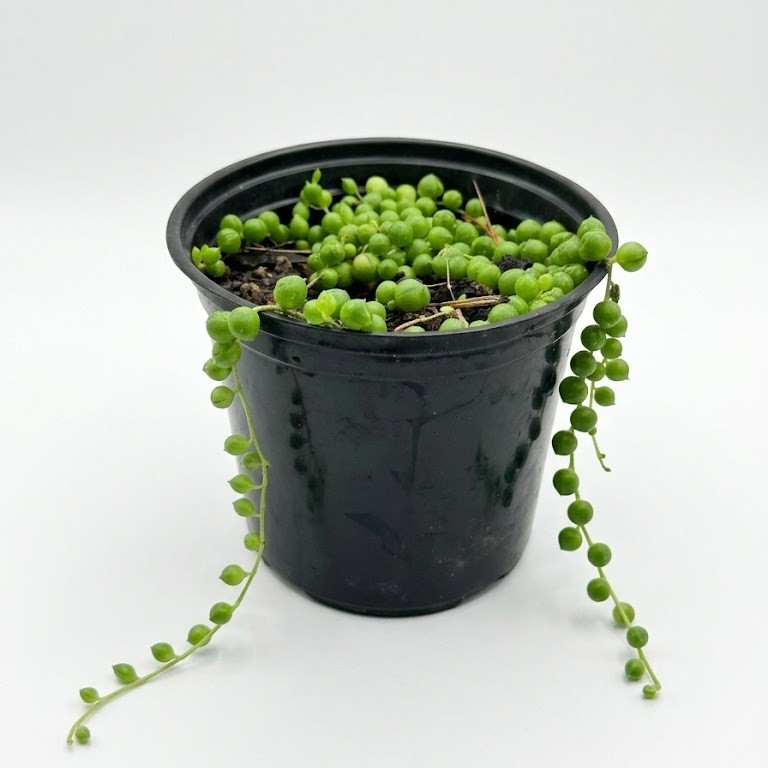String of pearls 15cm String of Pearls trailing succulent plant with round bead-like foliage in black plastic grow pot on white background