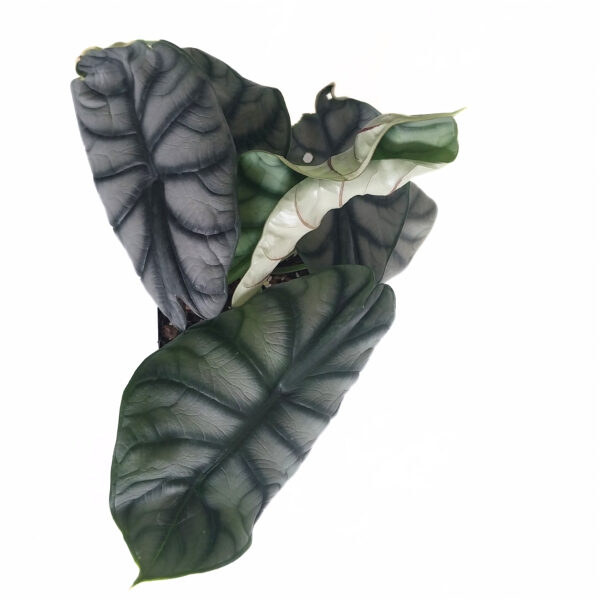 Alocasia Silver Dragon - Large Indoor Exotic Plant in 12cm square pot with Silver Leaves - Image 2