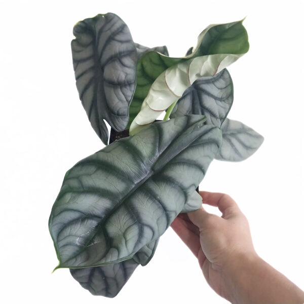 Alocasia Silver Dragon - Large Indoor Exotic Plant in 12cm square pot with Silver Leaves - Image 4