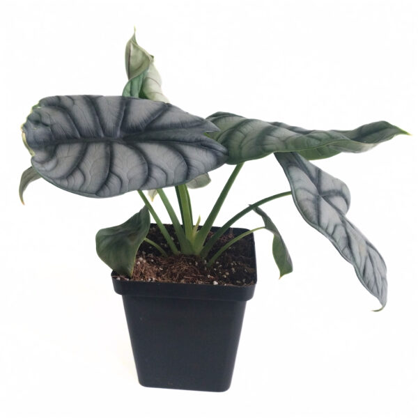Alocasia Silver Dragon - Large Indoor Exotic Plant in 12cm square pot with Silver Leaves - Image 3