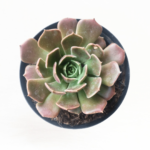 Echeveria ‘Brown Rose’ 12cm Pot – Rosette Succulent | Indoor & Outdoor Plant | Easy-Care Decorative Succulent