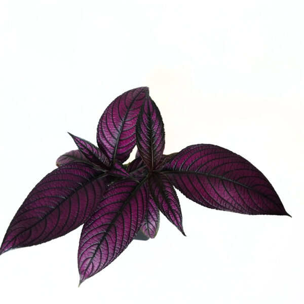 Persian Shield in 12cm square nursery pot - Image 2