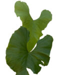 Large Anthurium Balaoanum – Rare Collector Aroid with Elongated Foliage