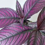 Persian Shield in 12cm square nursery pot