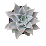 Echeveria ‘Madiba’ Succulent (Compact Rosette Indoor & Patio Plant South Africa) 12cm pot