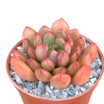 Graptoveria ‘Pink Ruby’ (Bashful) 12cm Pot – Blush Rosette Succulent | Indoor & Outdoor Plant | Easy-Care Hybrid