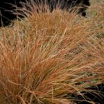Carex buchananii ‘Red Rooster’ 12cm Pot – Copper Ornamental Grass | Evergreen Landscaping Plant | Indoor & Outdoor Use