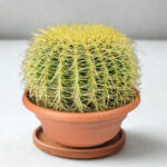 Golden Barrel Cactus (Echinocactus grusonii / Kroenleinia grusonii) 60cm Pot – Large Statement Cactus | 45×45cm Plant