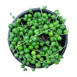 String of Pearls (Curio rowleyanus) – Trailing Succulent Hanging Plant - 12cm pot
