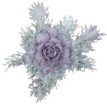 Ornamental Kale – Decorative Colour Foliage Garden Plant - 15cm pot