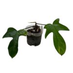 Philodendron ‘Florida Beauty’ – Variegated Climbing Indoor Plant