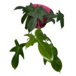 Philodendron Florida Hanging Basket – Trailing Indoor Plant Display