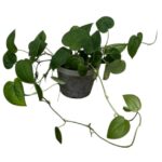 Scindapsus pictus ‘Jade Satin’ – Dark Satin Pothos Indoor Plant
