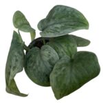 Scindapsus ‘Tattoo’ – Dark Textured Collector Aroid