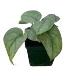 Scindapsus Platinum – Silver Foliage Trailing Indoor Plant