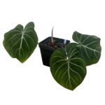Philodendron Gloriosum ‘Silver Vein / Zebra’ - Rare Collector Aroid