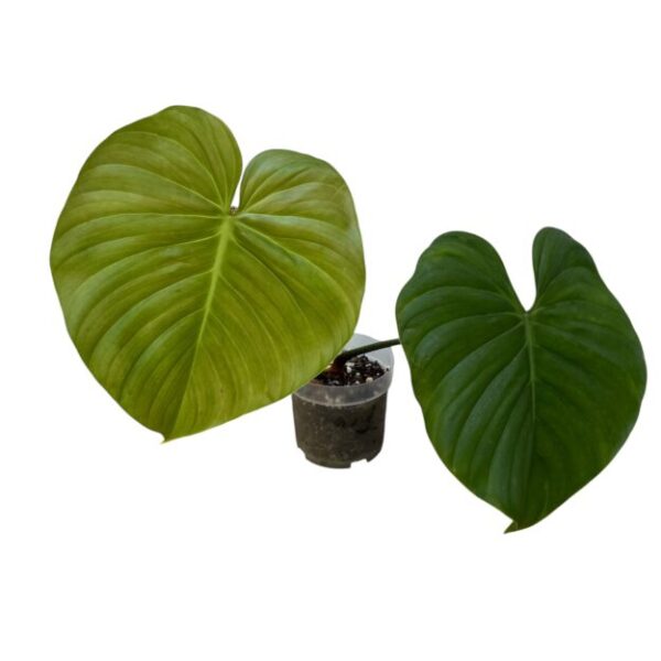 Philodendron Nangaritense - Rare Climbing Aroid - Image 5