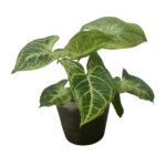 Syngonium podophyllum ‘Batik’ – Silver Veined Arrowhead Plant