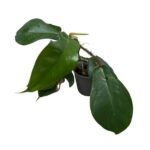 Philodendron Squamiferum | Hairy Stem Climbing Aroid Indoor Plant