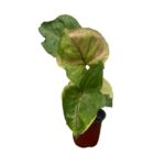 Syngonium ‘Orm Thong’ | Rare Variegated Arrowhead Indoor Plant