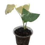 Monstera ‘Thai Constellation’ | Variegated Monstera Indoor Plant