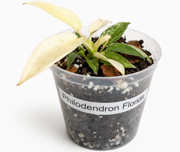 Rare Philodendron Florida Ghost (9cm Pot) – Tropical Indoor Plant with White Ghost Foliage Exotic Houseplant - Image 2