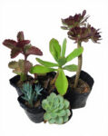 Large Succulent Combo Bundle (Mixed Outdoor & Patio Succulent Plants Collection)
